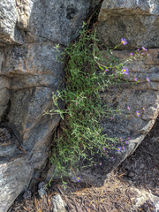 Erigeron elmeri
