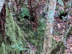 Terpsiphone bourbonnensis