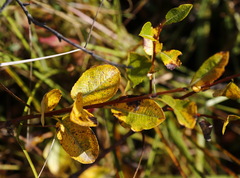 Salix fuscescens