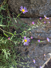 Erigeron elmeri