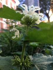 Lamium album