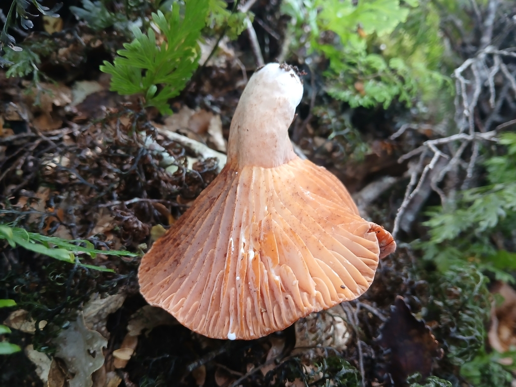 Lactifluus aurantioruber · May 2025 · photo: © claire_grace83 (iNaturalist, cc-by)