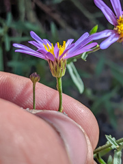 Erigeron elmeri