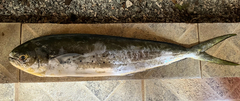 Mahi Mahi photo 5