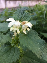 Lamium album