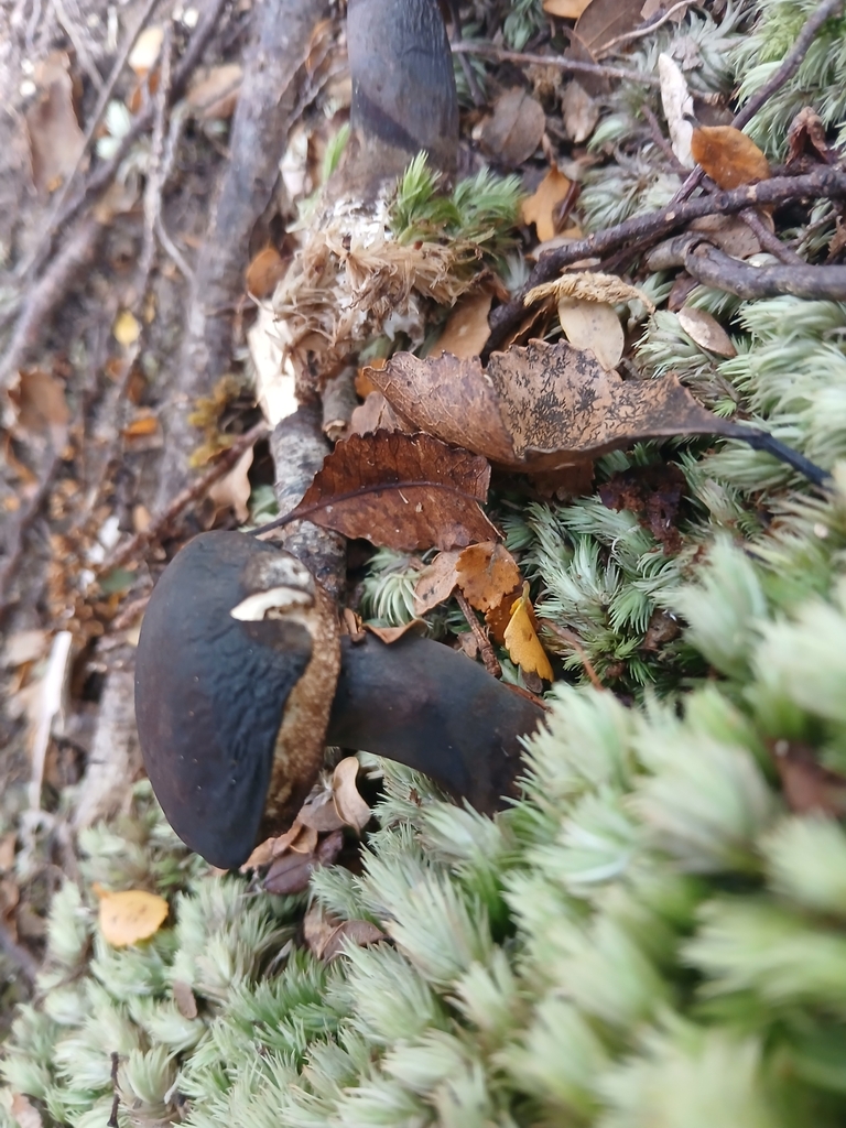 Tylopilus formosus · May 2025 · photo: © claire_grace83 (iNaturalist, cc-by)