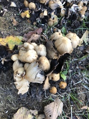 Coprinellus micaceus
