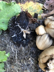 Coprinellus micaceus
