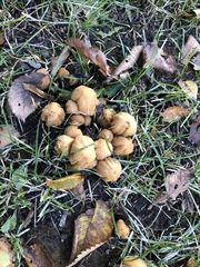 Coprinellus micaceus