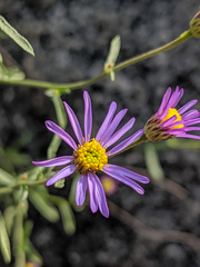 Erigeron elmeri