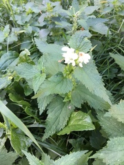 Lamium album