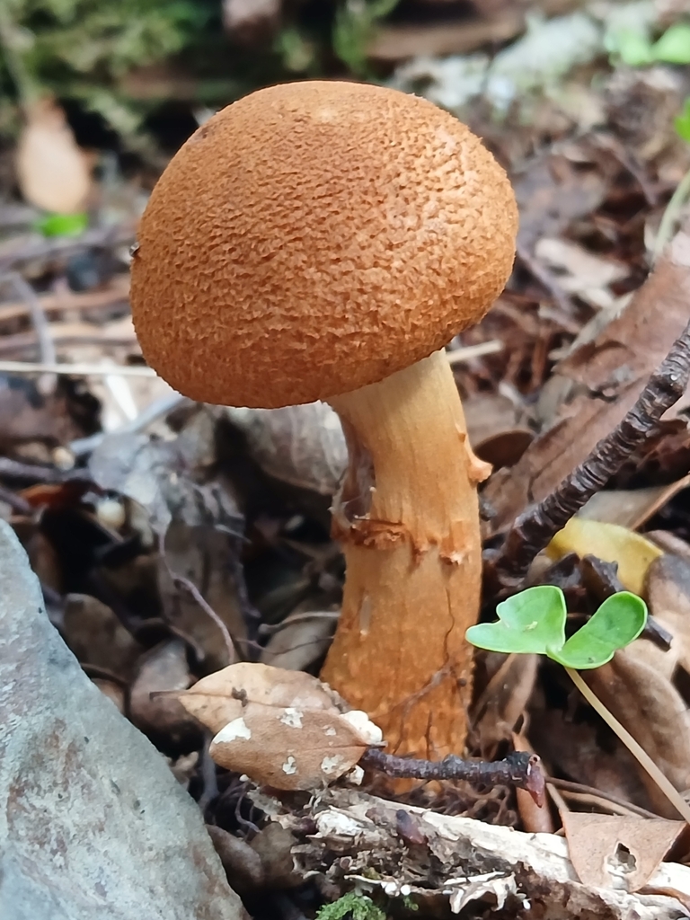 Thaxterogaster castoreus · May 2025 · photo: © claire_grace83 (iNaturalist, cc-by)