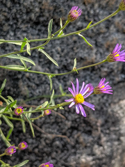 Erigeron elmeri