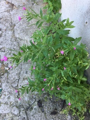Epilobium hirsutum