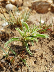 Raphionacme galpinii