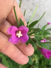 Epilobium hirsutum