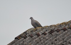 Streptopelia decaocto