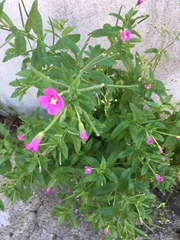 Epilobium hirsutum