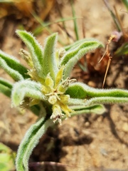 Raphionacme galpinii