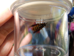 Somula mississippiensis