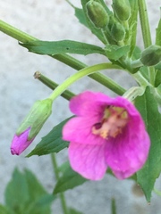 Epilobium hirsutum