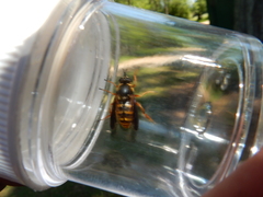 Somula mississippiensis