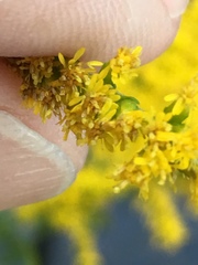 Solidago canadensis
