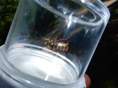 Somula mississippiensis