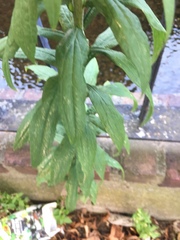 Solidago canadensis