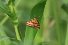 Pyrausta sanguinalis