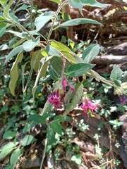 Cestrum roseum, photograph (c) Carlos Domínguez-Rodríguez, some rights reserved (CC BY)