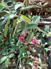 Cestrum roseum
