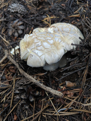 Neolentinus ponderosus