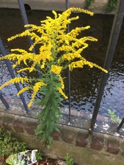 Solidago canadensis