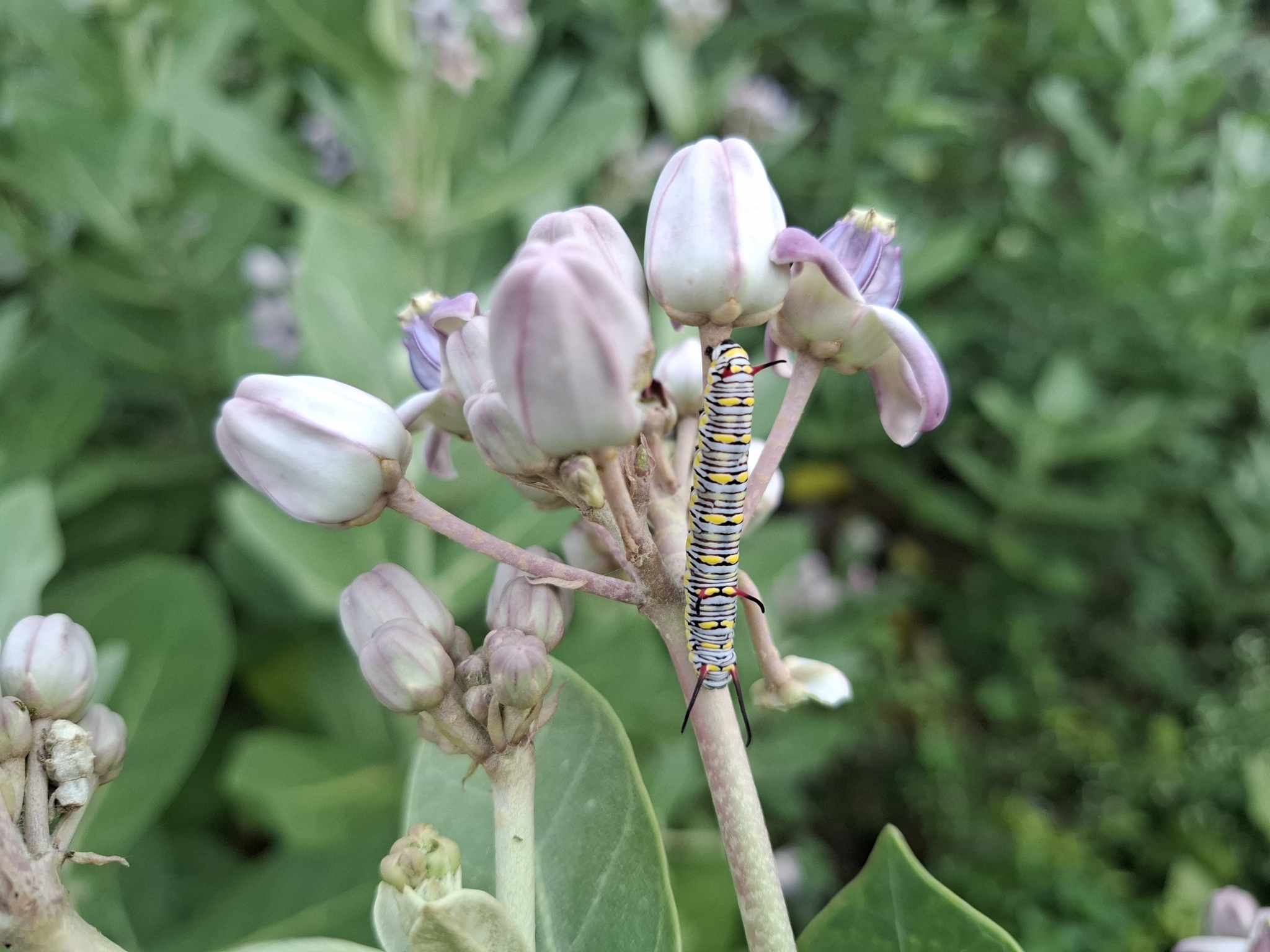 Plain Tiger
