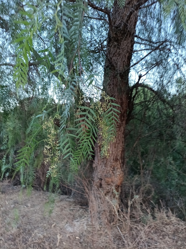 Peruvian Pepper Tree from Acámbaro, Gto., México on May 6, 2025 at 06: ...