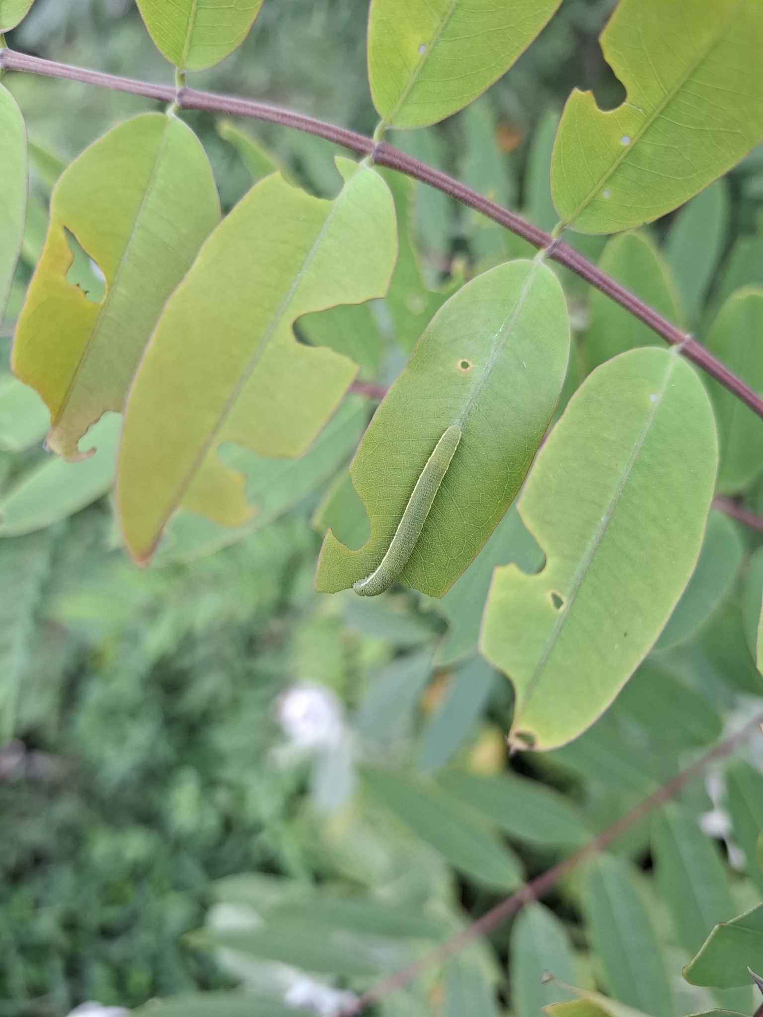 Lemon Emigrant