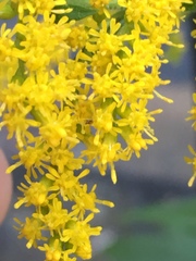 Solidago canadensis