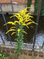 Solidago canadensis