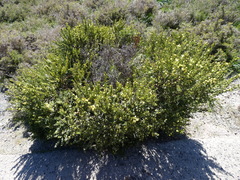 Acacia littorea