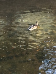 Anas platyrhynchos
