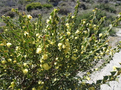 Acacia littorea