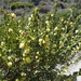 Acacia truncata - Photo (c) Nick Lambert, alguns direitos reservados (CC BY-NC-SA), uploaded by Nick Lambert