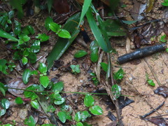 Leptodialepis bipartitus
