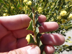 Acacia littorea