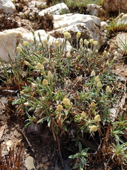 Helichrysum chionosphaerum