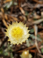 Helichrysum chionosphaerum