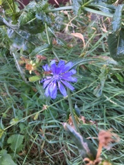 Cichorium intybus
