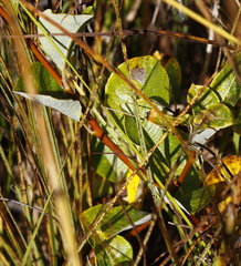 Salix fuscescens