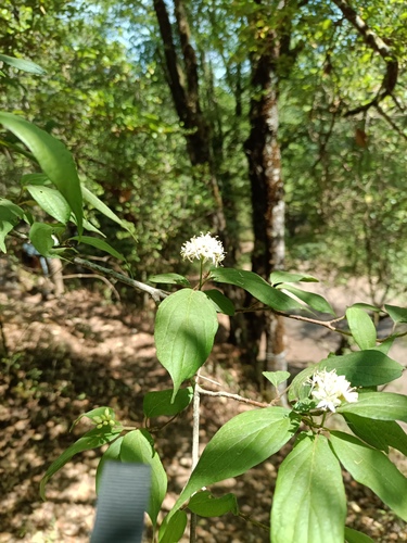 Cornus excelsa (Cornus excelsa)